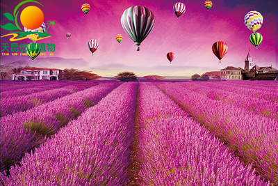 室外阻燃純色花海