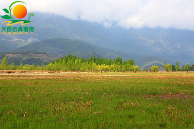 室外阻燃双色草海