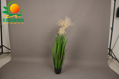 室外阻燃真蘆葦寬草