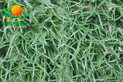 地麦草仿真草皮