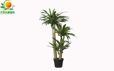 仿真巴西鐵樹