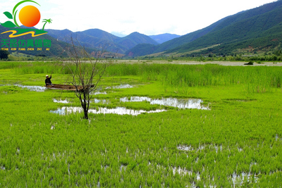 室外阻燃绿色草海