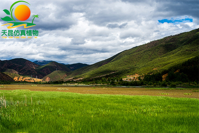 室外阻燃青青草海