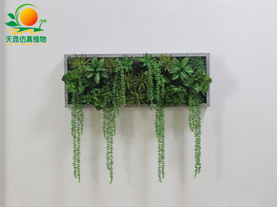 多肉植物墻