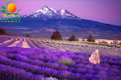 室外阻燃紫紅花海