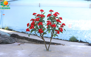 仿真雞蛋花樹