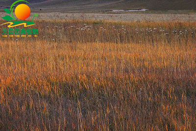 室外阻燃金黄草海