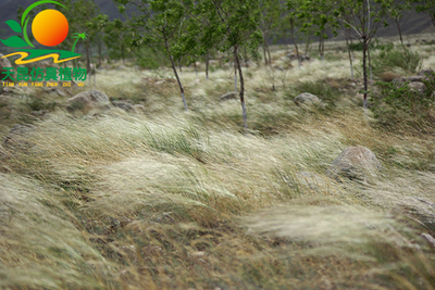 室外阻燃飘絮草海