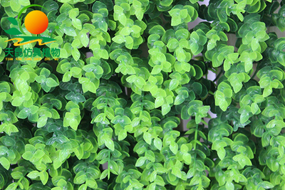 尤加利仿真草皮