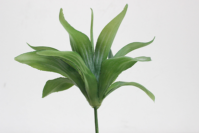 大龍舌蘭15葉