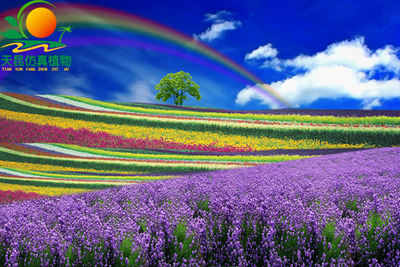 室外阻燃雙色花海