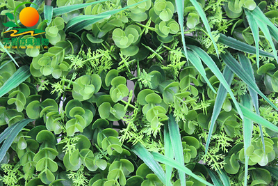 尤加利混合草仿真草皮