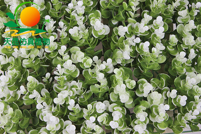 白绿金钱叶仿真草皮