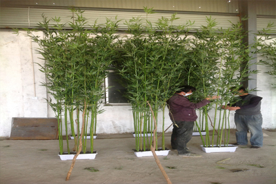  假竹子毛竹
