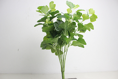 大八頭20葉銀杏