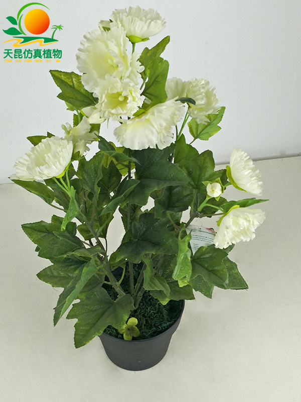 茯苓花   65公分 (8).jpg