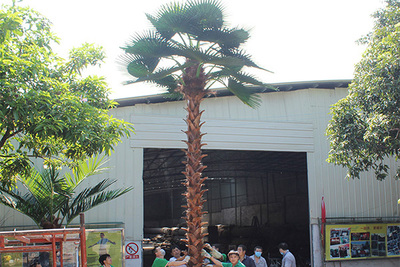 仿真棕榈树，大型棕榈树