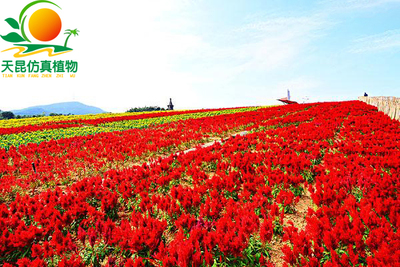 室外阻燃四色花海