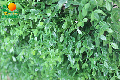 七层瓜子叶仿真草皮