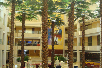 餐厅装饰棕榈树