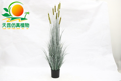 水蜡烛150cm百粉色