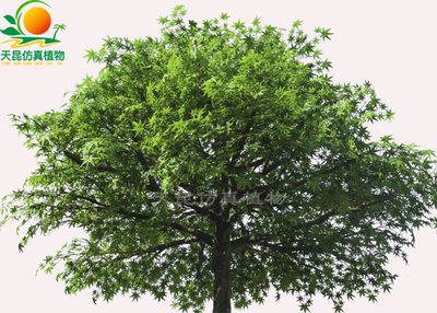 仿真绿枫叶树